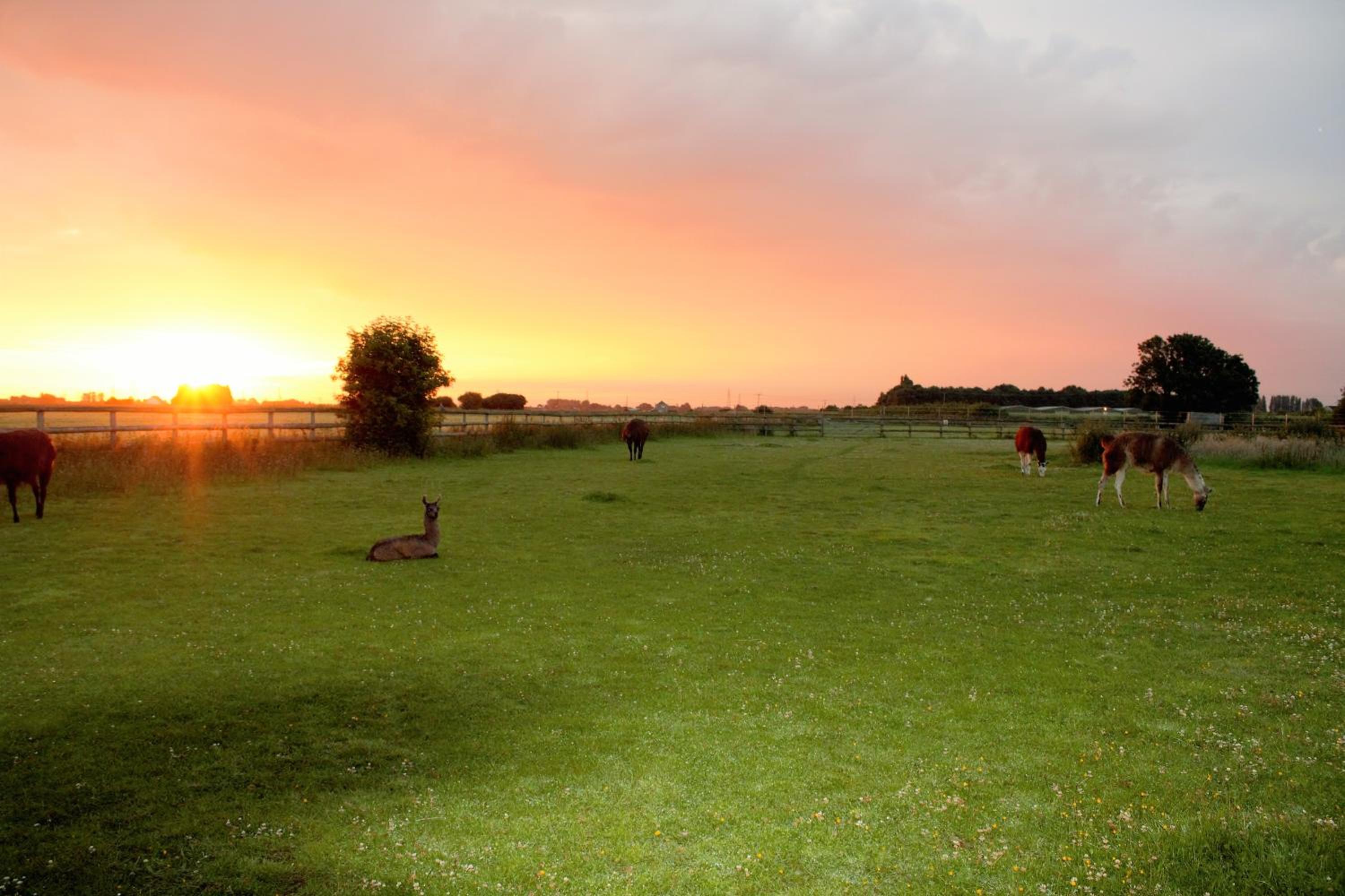 Hotel Glamping with Llamas