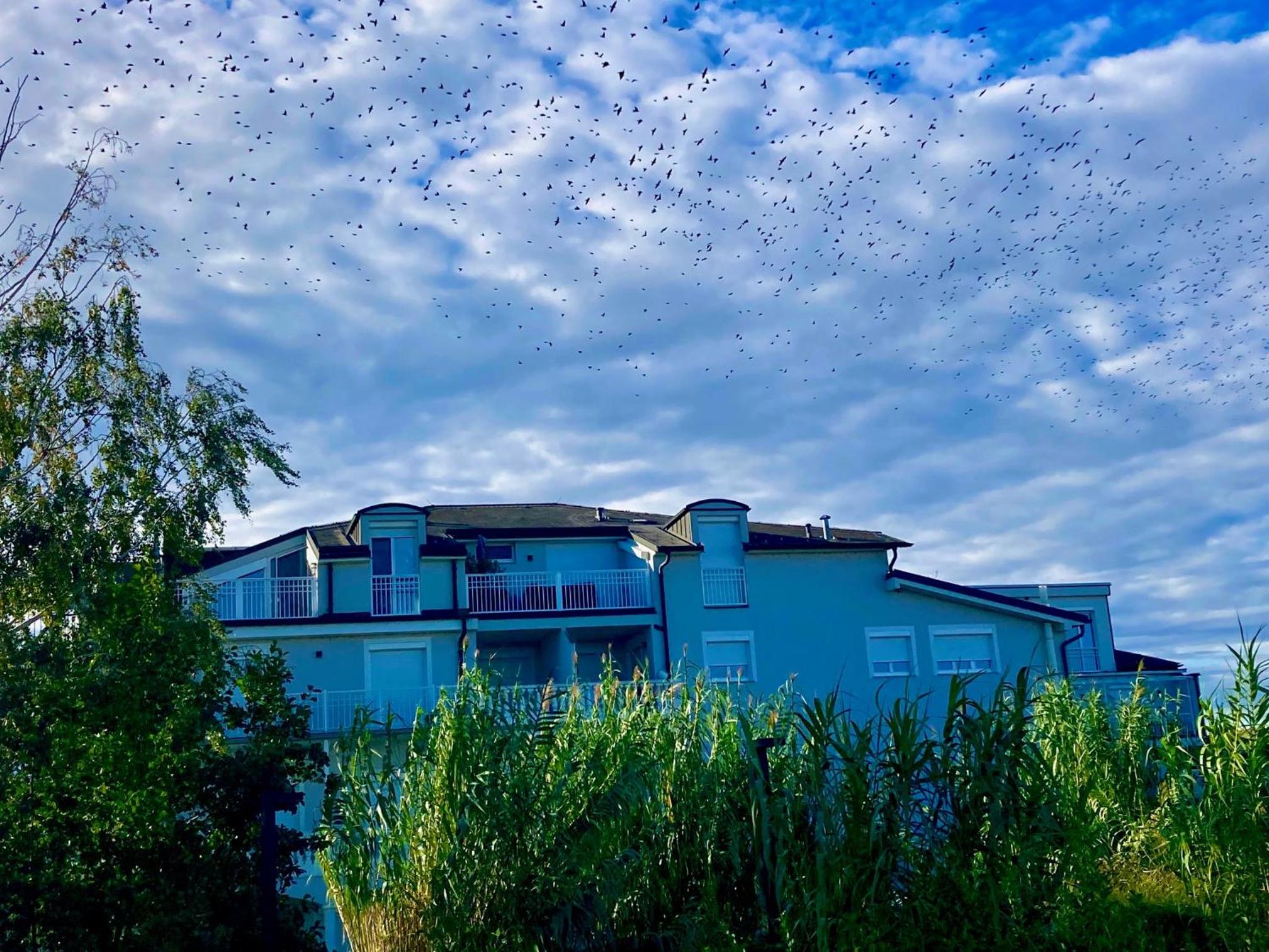 Hotel Apartment Cest La Sea - Uber Den Dachern Von Neusiedl - Seeblick - Dachterrassentraum Mit Grossem Wellnessbereich - Wellness & Shopping Parndorf