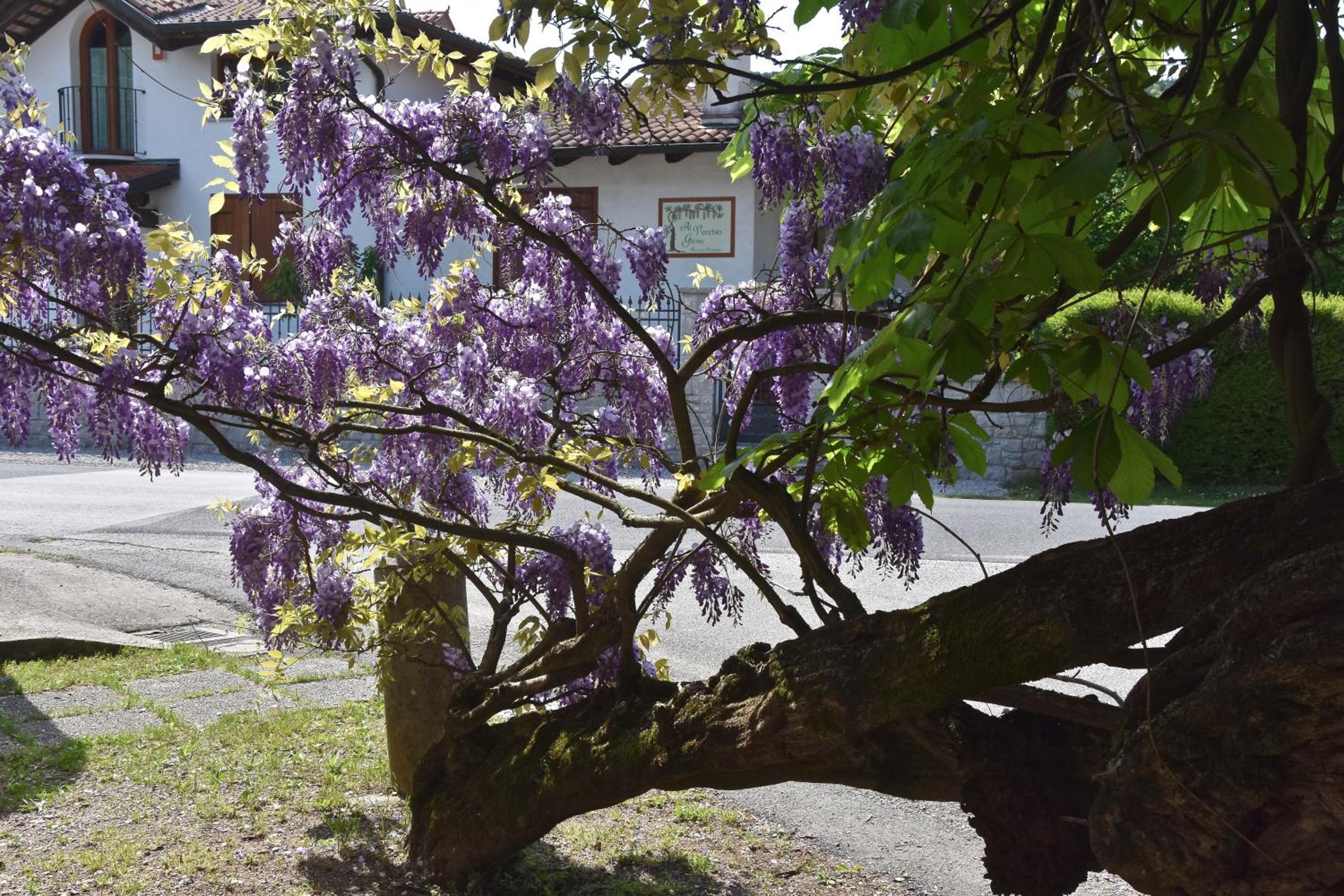 Hotel Al Vecchio Glicine