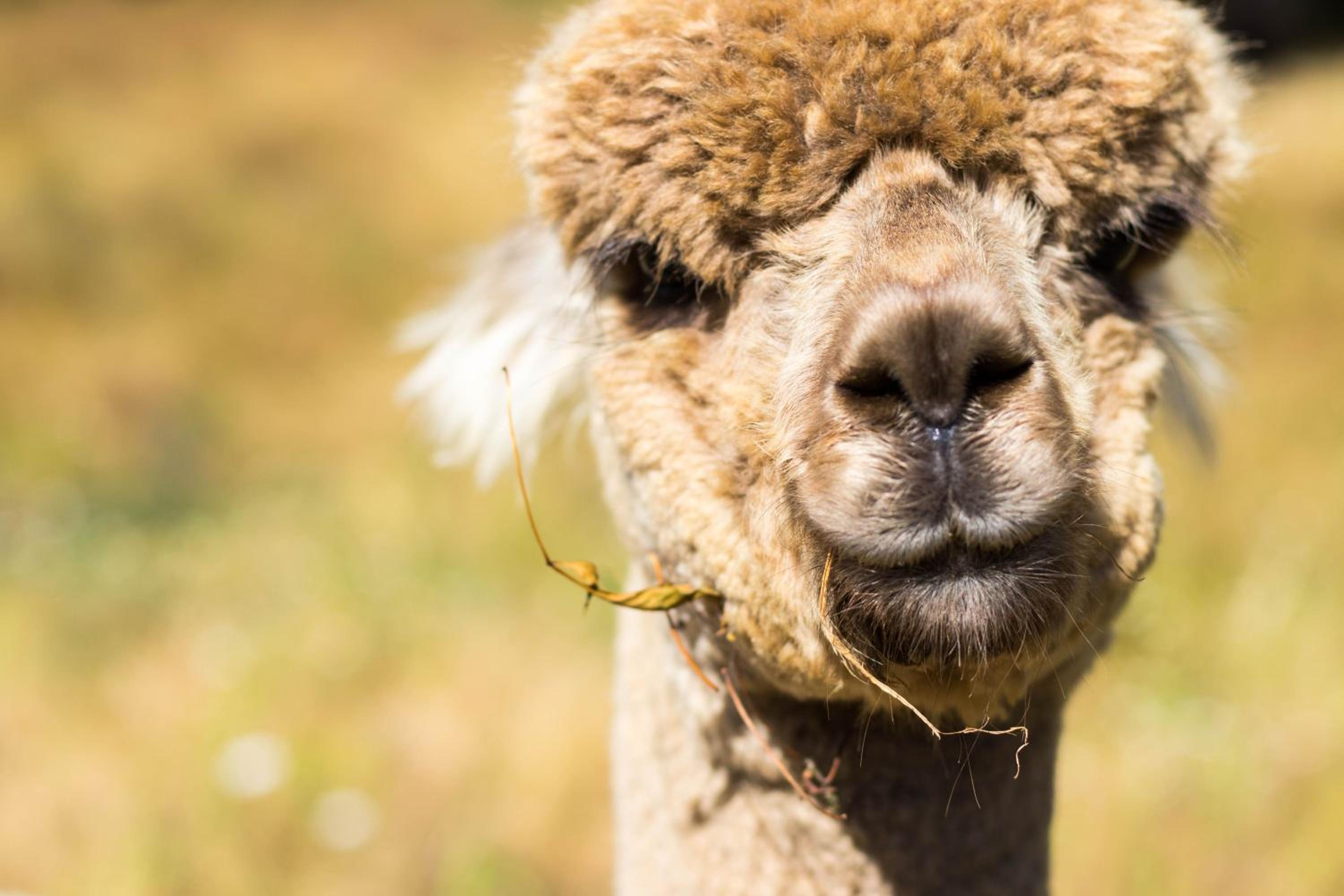 Hotel Alpacas Off Grid - Eco Cabin